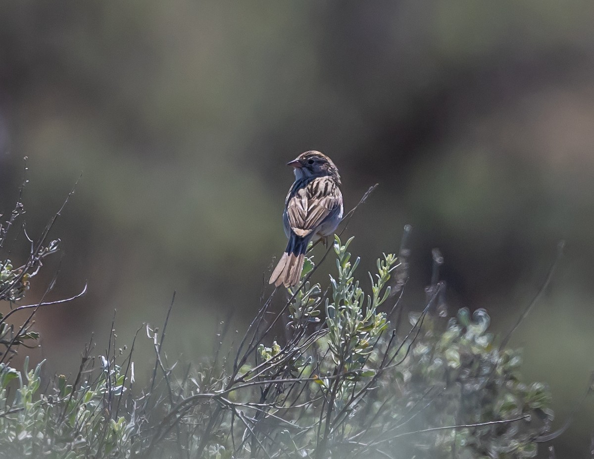 Brewer's Sparrow - ML620688689