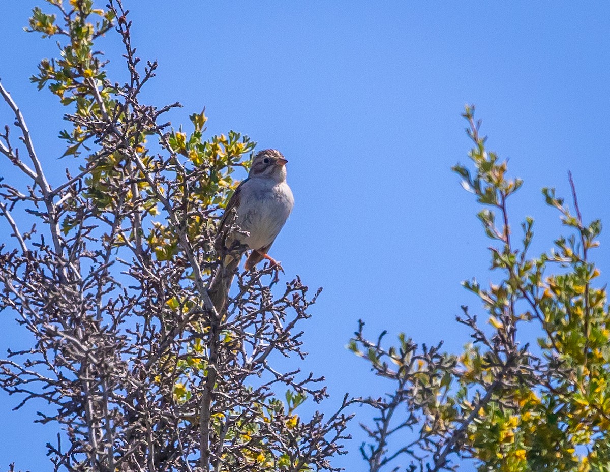 Brewer's Sparrow - ML620688690