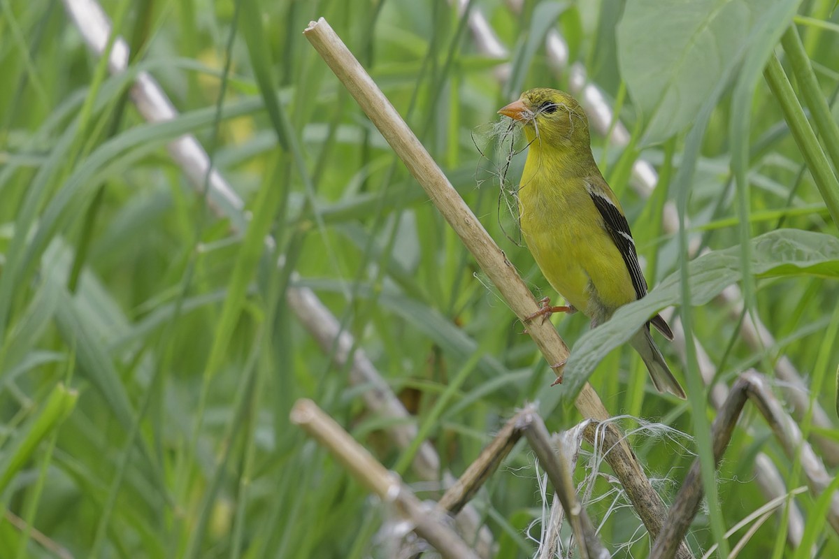 American Goldfinch - Mario St-Gelais