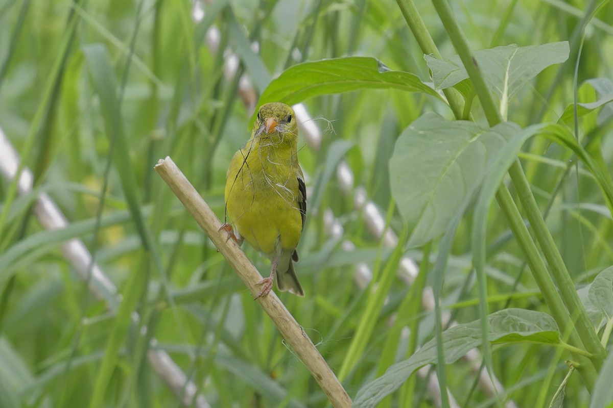 American Goldfinch - Mario St-Gelais