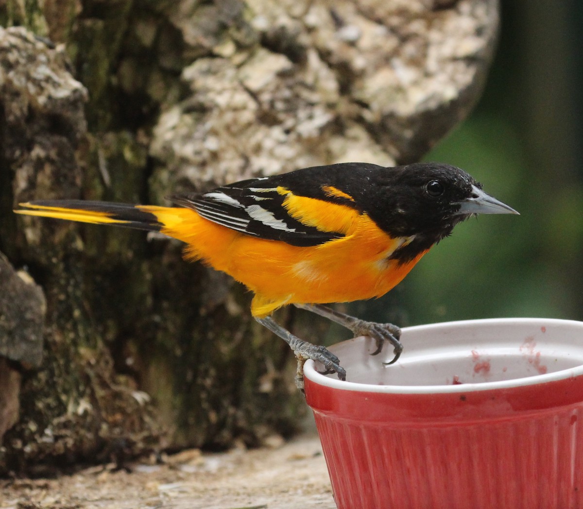 Oriole de Baltimore - ML620688693