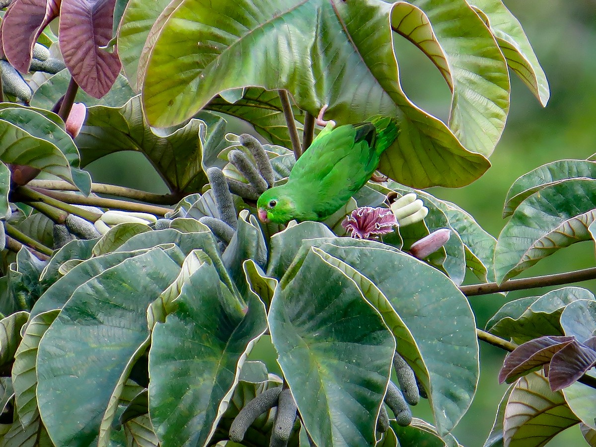 Green-rumped Parrotlet - ML620688694