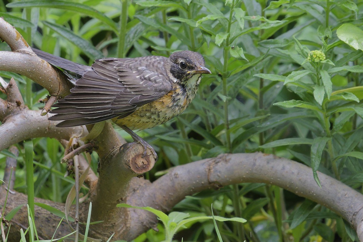 American Robin - ML620688698