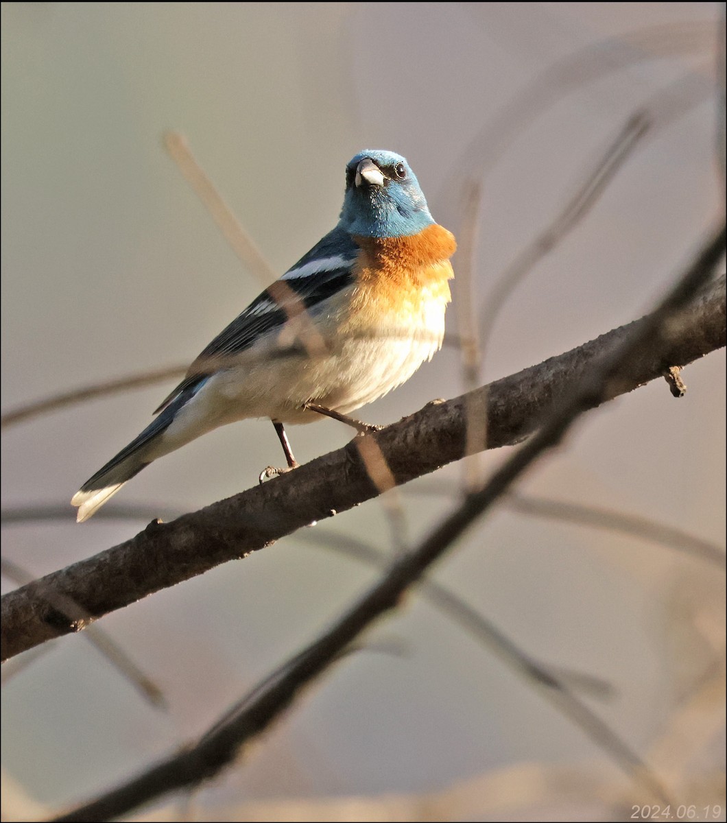 Lazuli Bunting - ML620688700