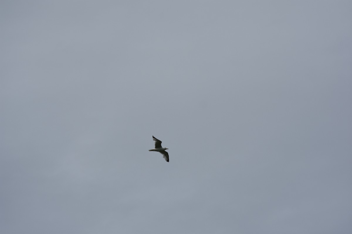 Ring-billed Gull - ML620688701