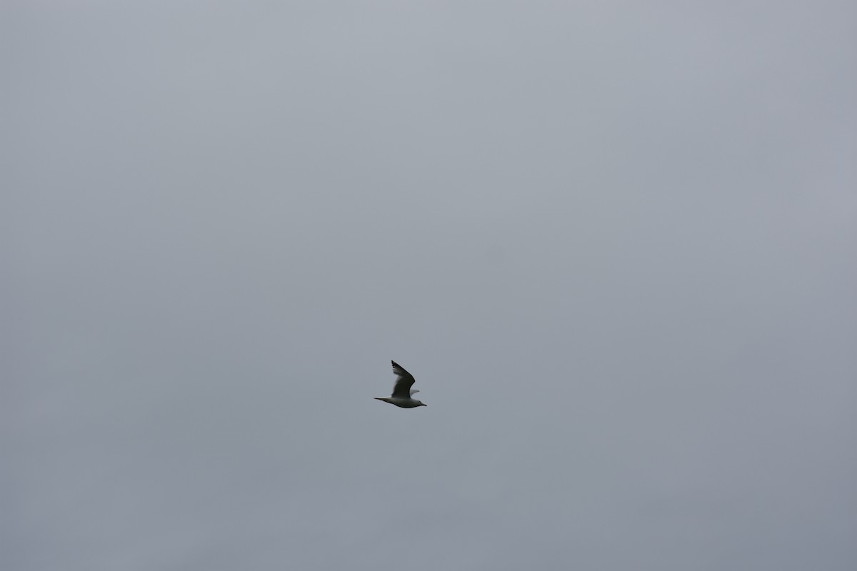 Ring-billed Gull - ML620688702