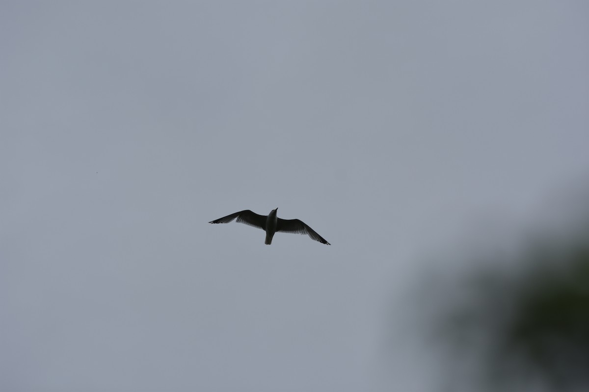 Ring-billed Gull - ML620688703