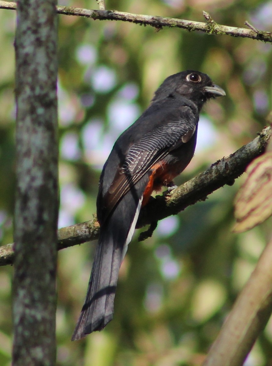 Surucua Trogon - ML620688707