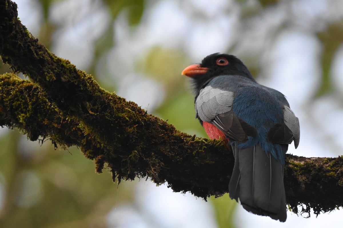 Slaty-tailed Trogon - Jerry Davis