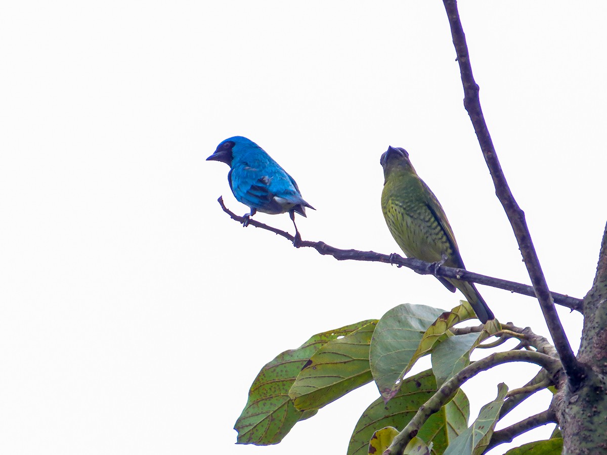 Swallow Tanager - ML620688712