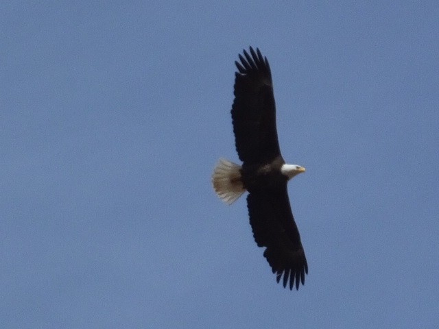 Bald Eagle - ML620688717