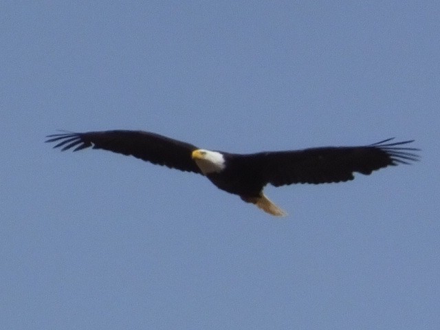 Bald Eagle - ML620688728