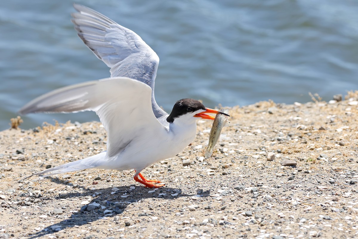 Forster's Tern - ML620688731