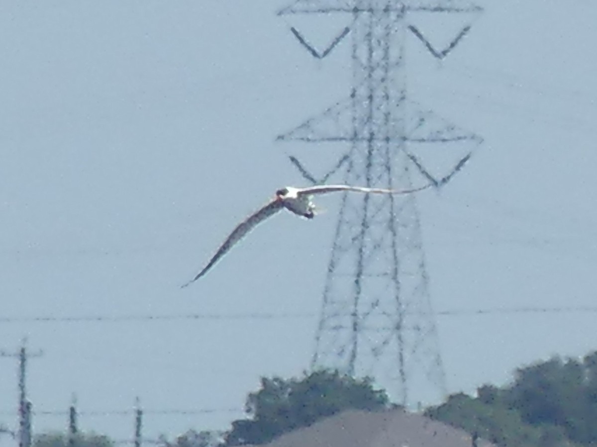 Caspian Tern - ML620688740