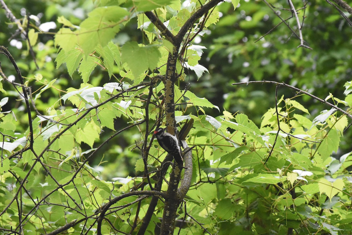 Downy Woodpecker - ML620688743