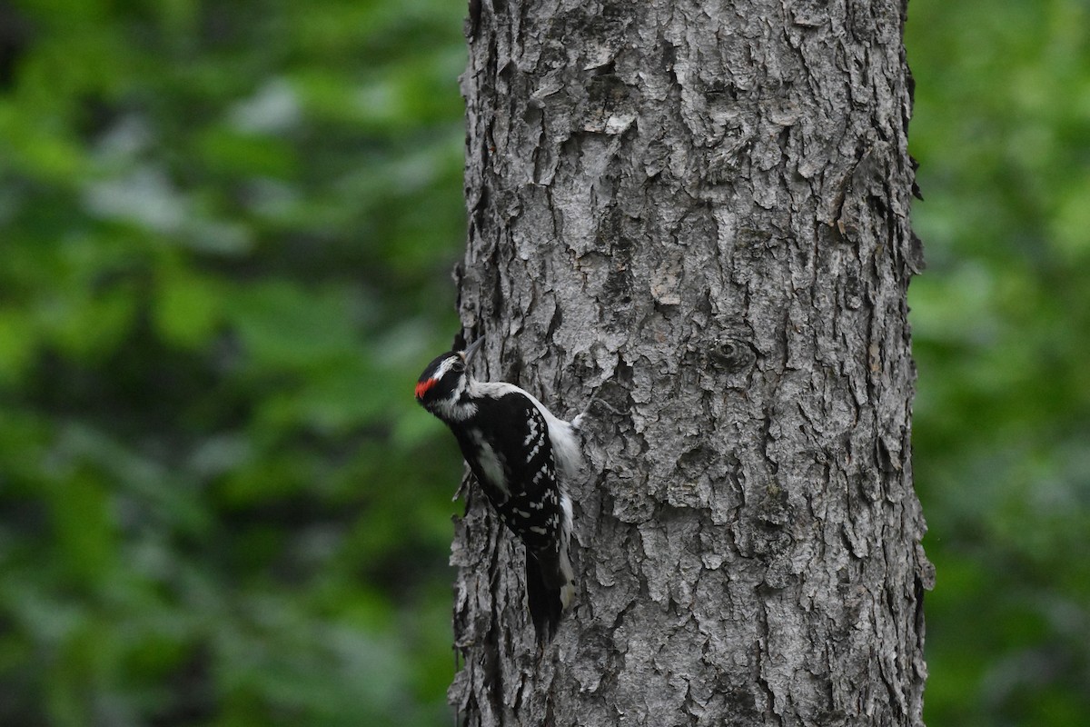 Downy Woodpecker - ML620688745