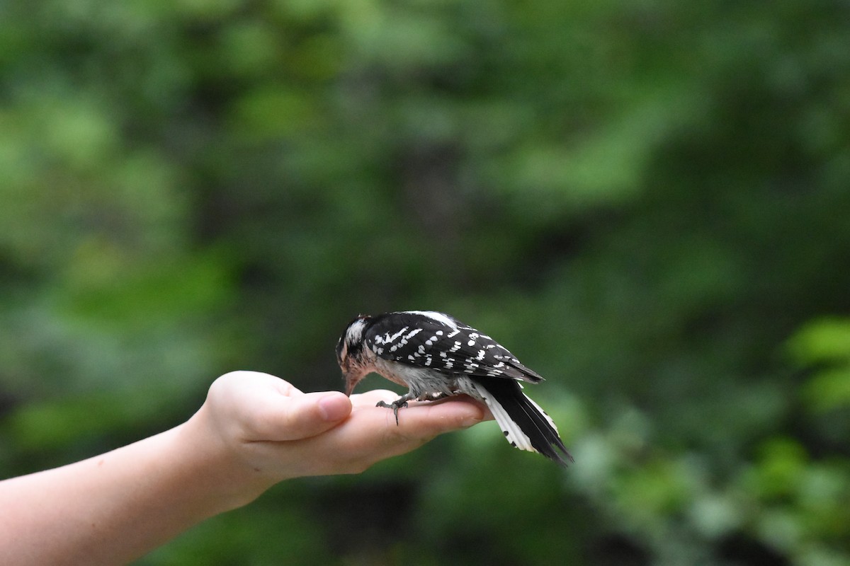 Downy Woodpecker - ML620688746