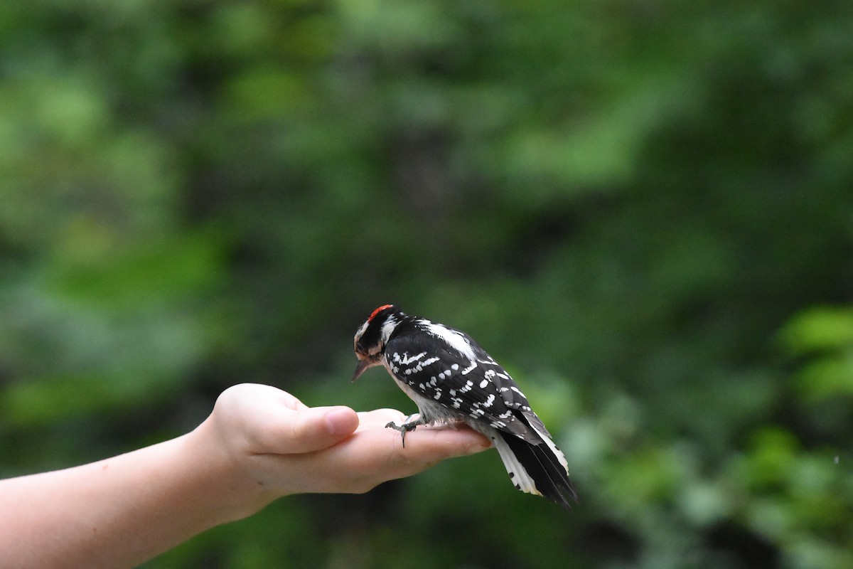 Downy Woodpecker - ML620688747