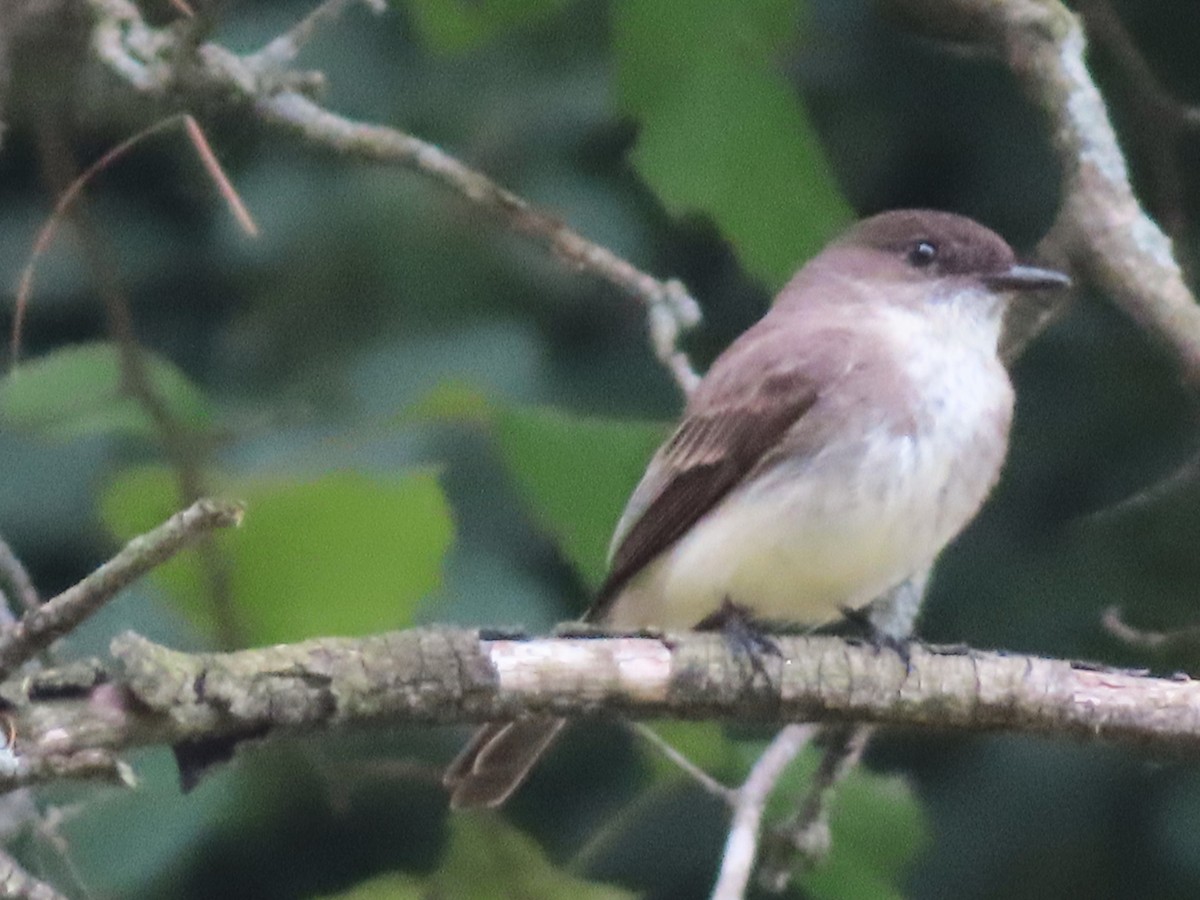 Eastern Phoebe - ML620688750