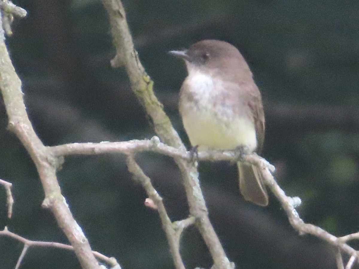 Eastern Phoebe - ML620688751