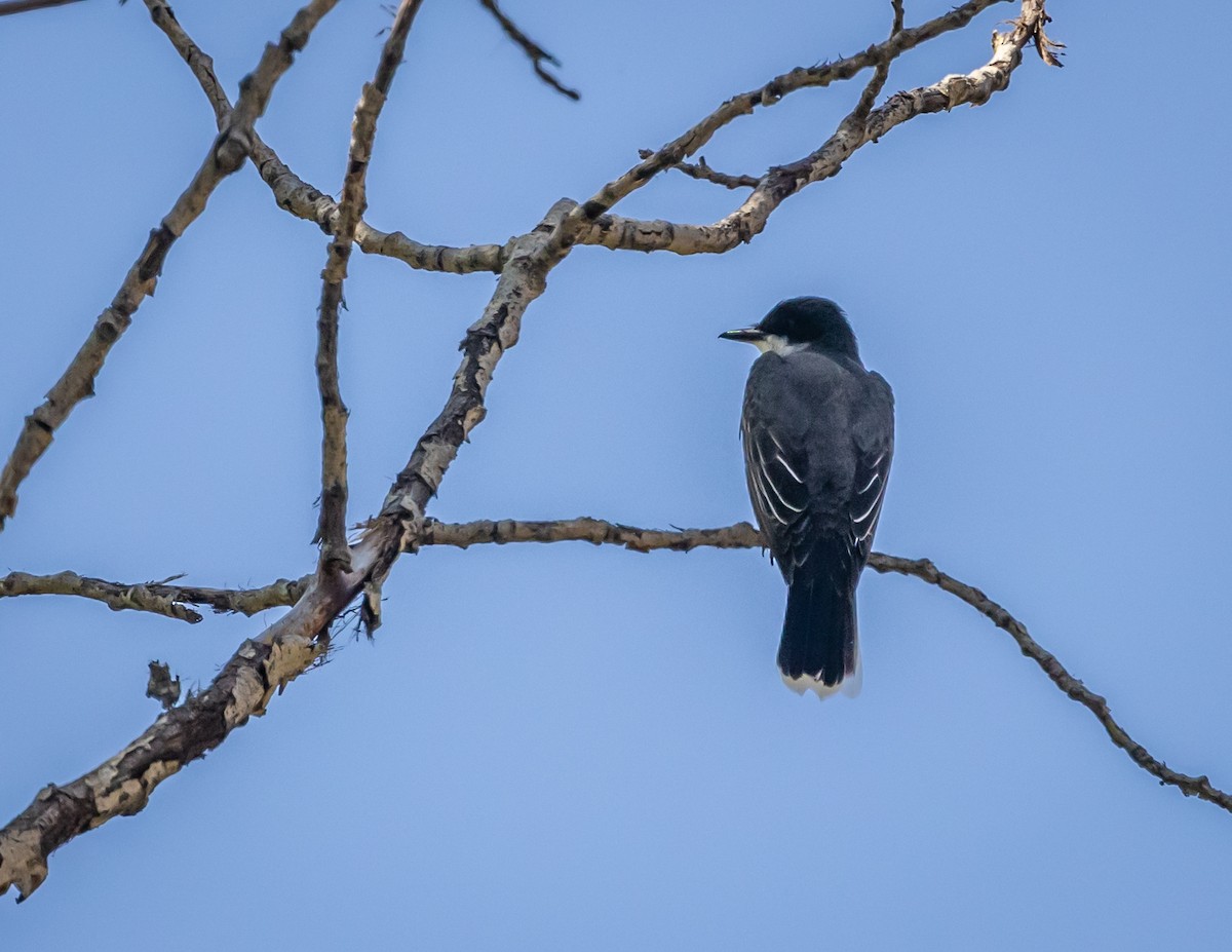 Eastern Kingbird - ML620688754