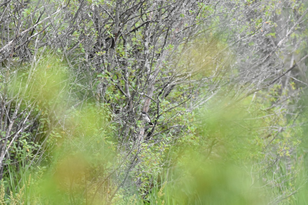 Eastern Kingbird - ML620688755