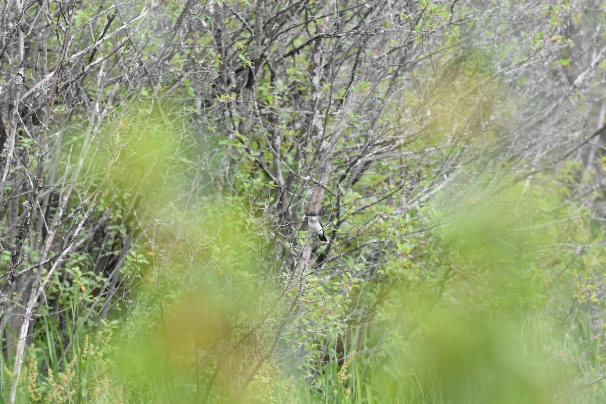 Eastern Kingbird - ML620688756