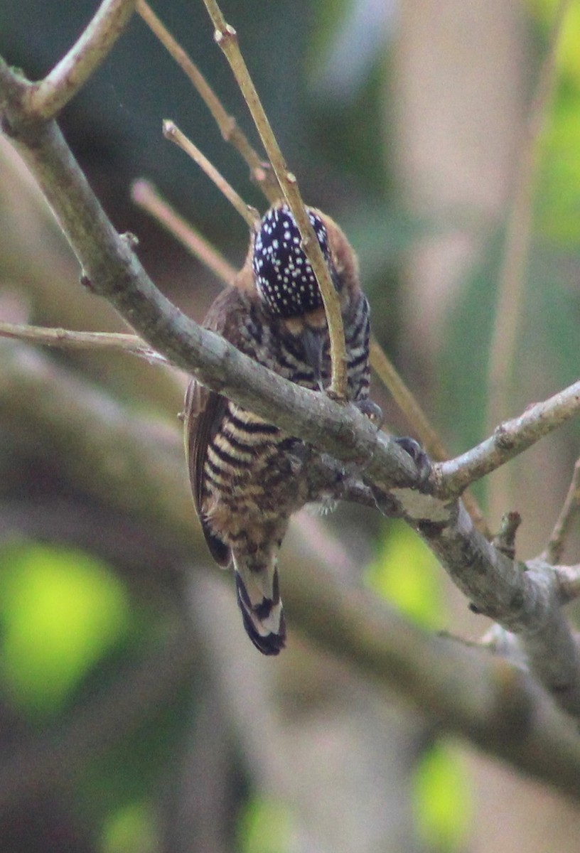 Ochre-collared Piculet - ML620688758