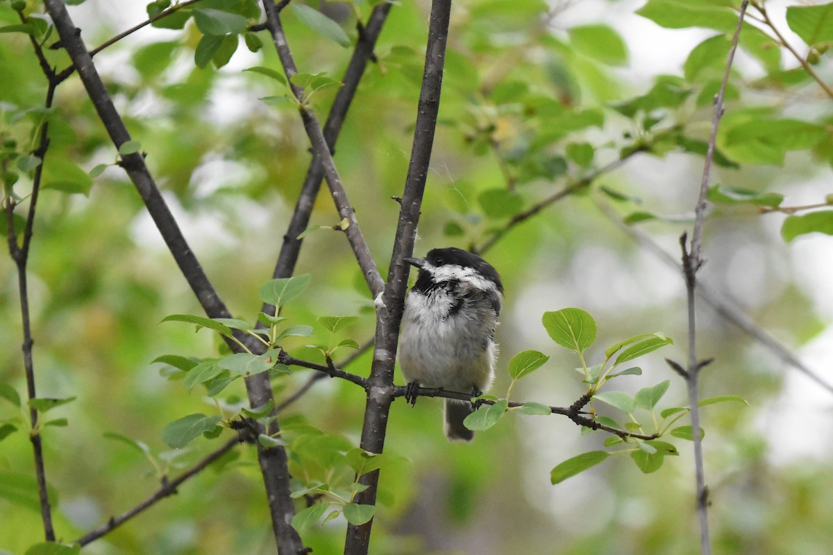 Black-capped Chickadee - ML620688762