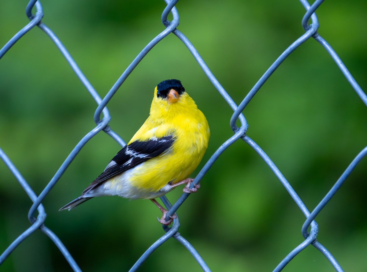 American Goldfinch - Stewart Mayhew