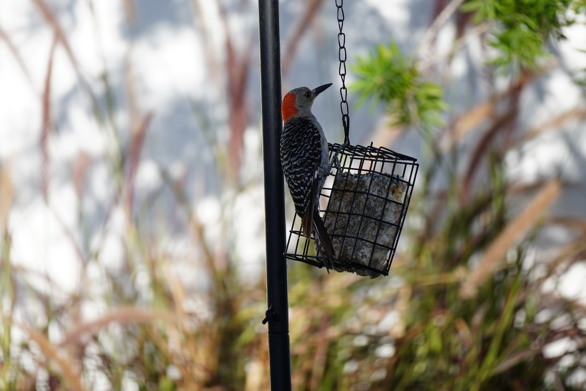 Red-bellied Woodpecker - ML620688766