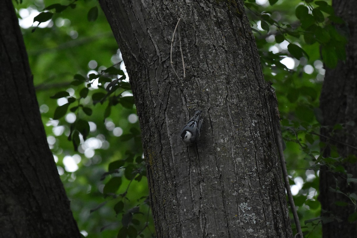 White-breasted Nuthatch - Jason Coil