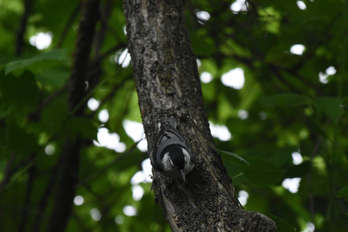 White-breasted Nuthatch - ML620688769