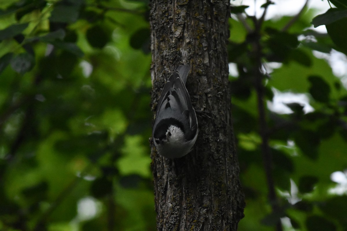 White-breasted Nuthatch - ML620688771