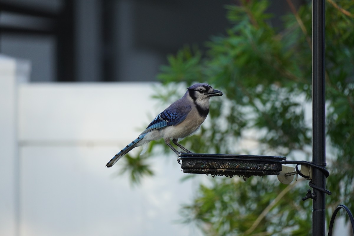 Blue Jay - ML620688772