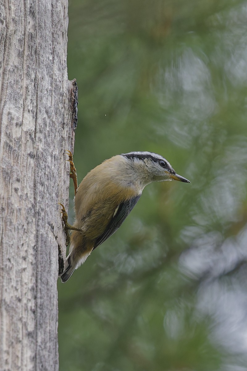 Red-breasted Nuthatch - Mario St-Gelais