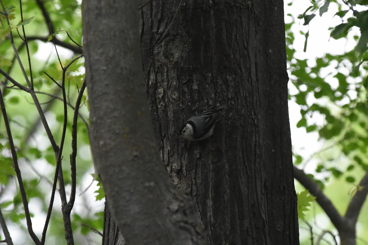 White-breasted Nuthatch - ML620688774