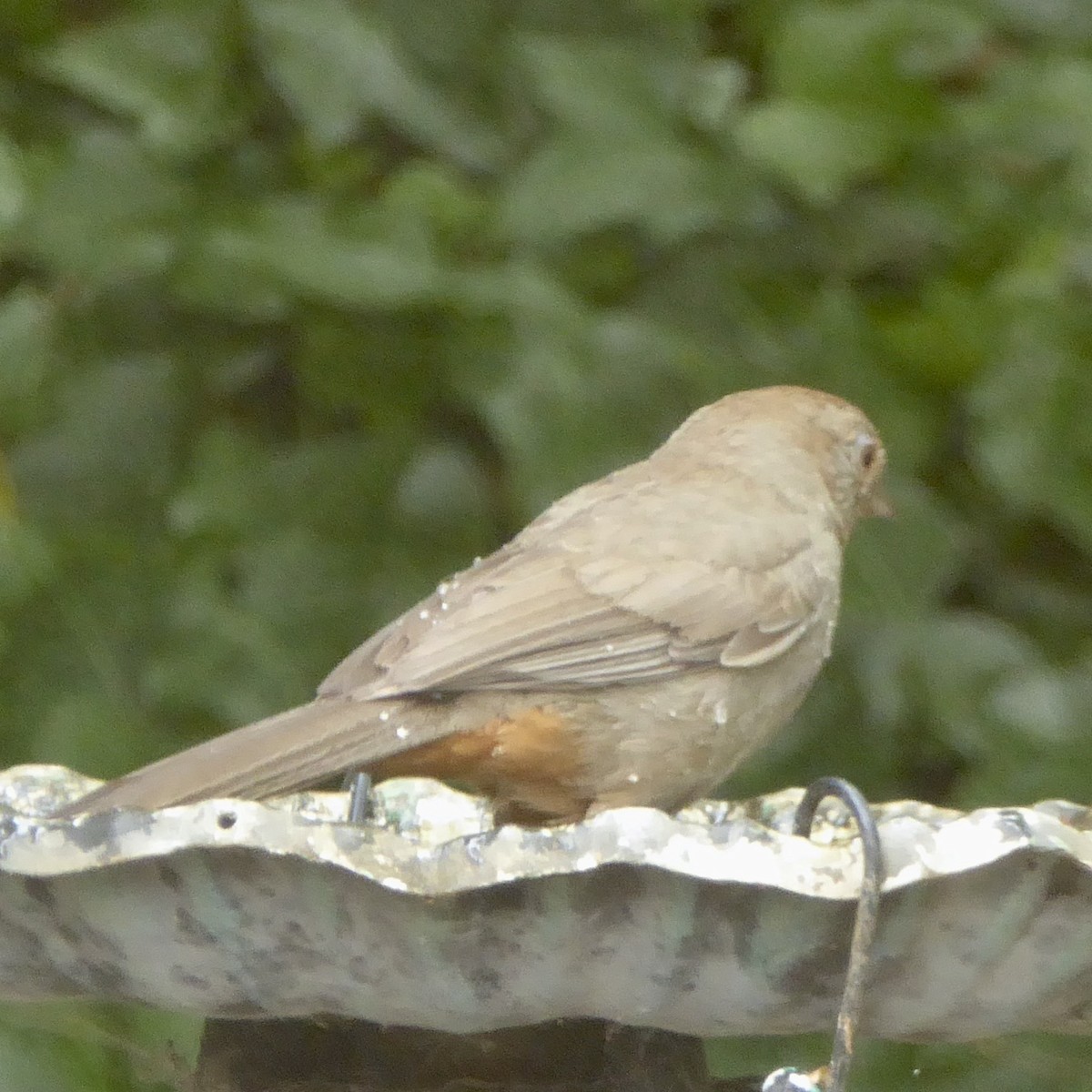 California Towhee - ML620688776