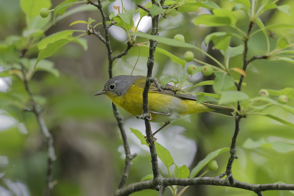 Nashville Warbler - ML620688777