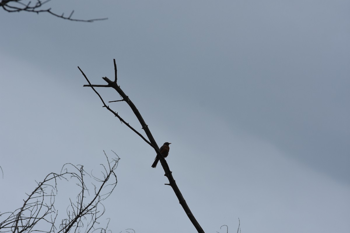 American Robin - ML620688778