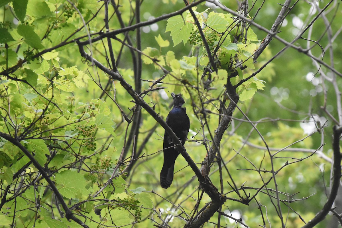 Common Grackle - ML620688783