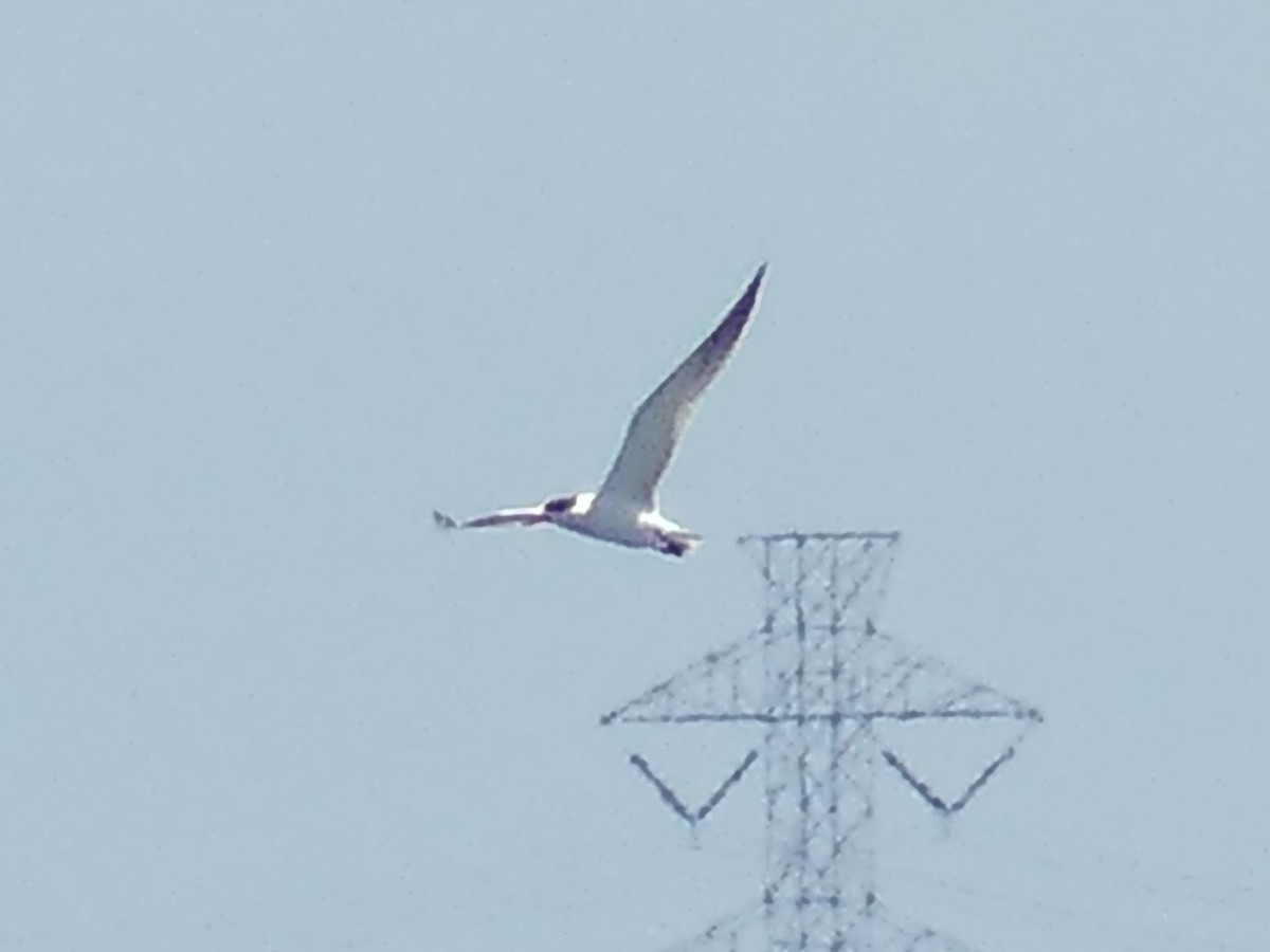 Caspian Tern - ML620688786