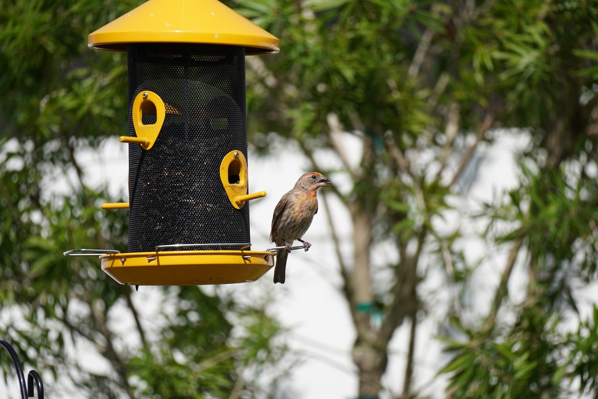 House Finch - Anonymous