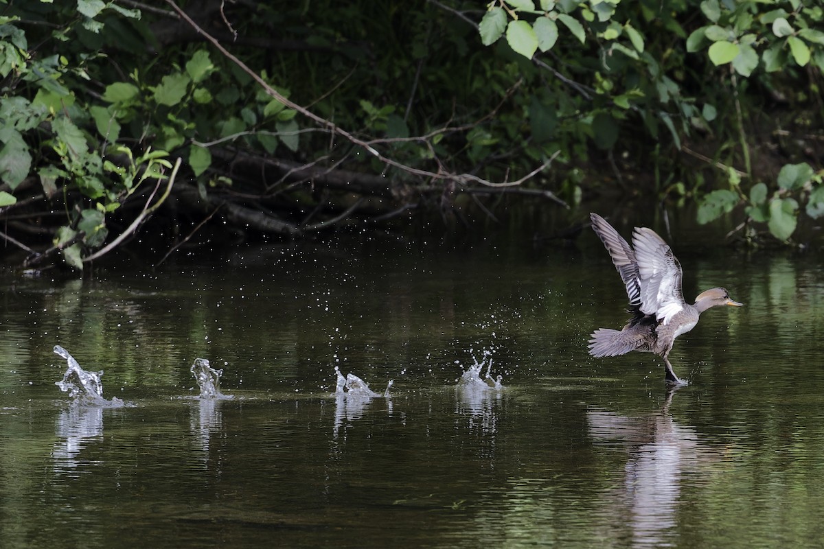 Hooded Merganser - ML620688788