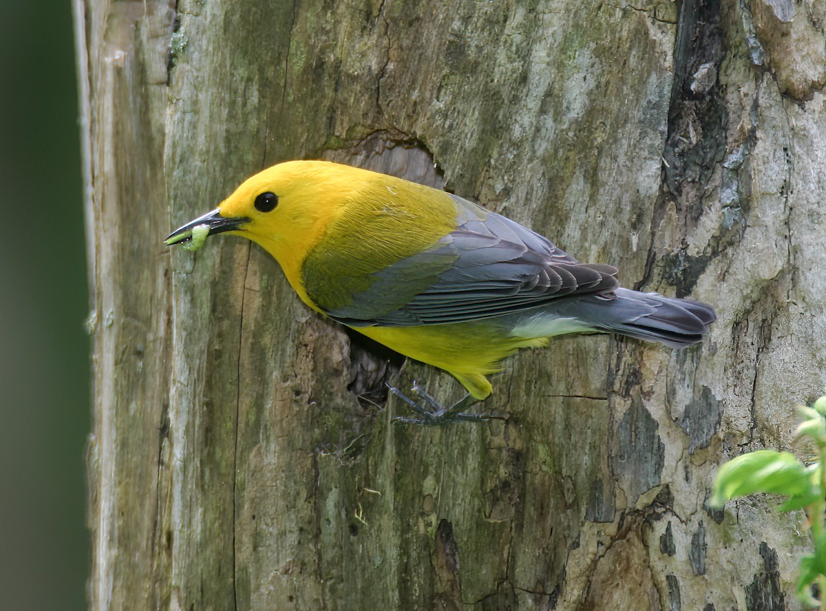 Prothonotary Warbler - ML620688789