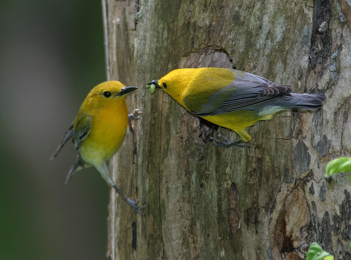 Prothonotary Warbler - ML620688790