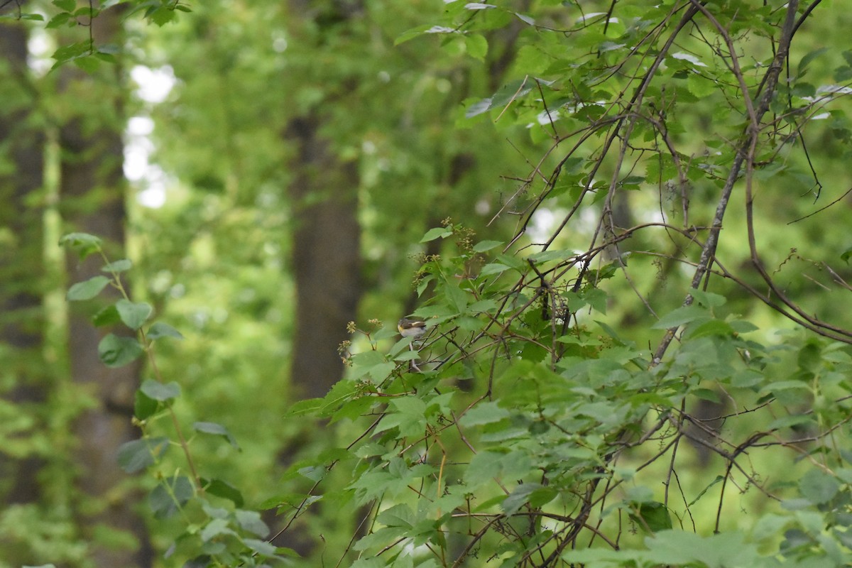 American Redstart - ML620688791