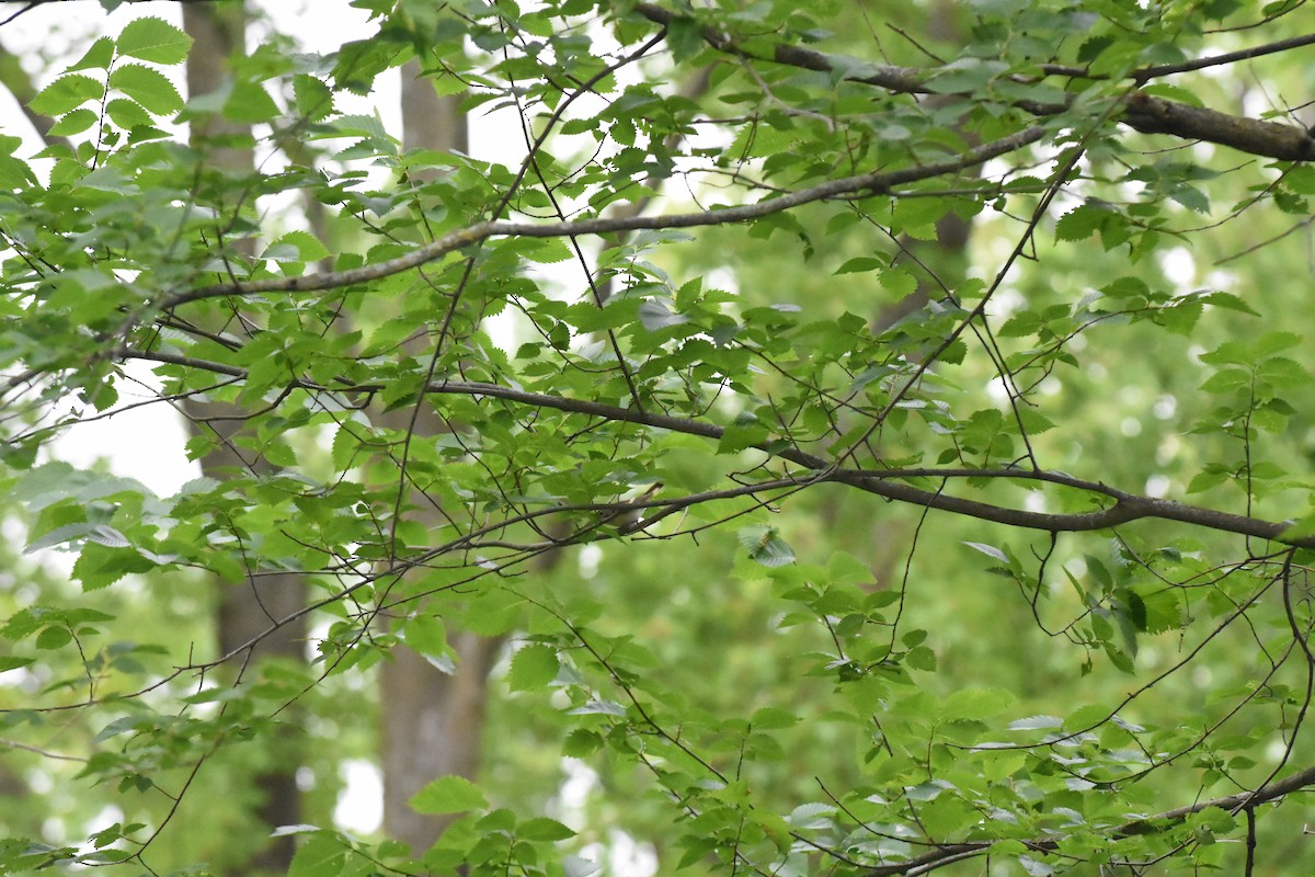 American Redstart - ML620688792