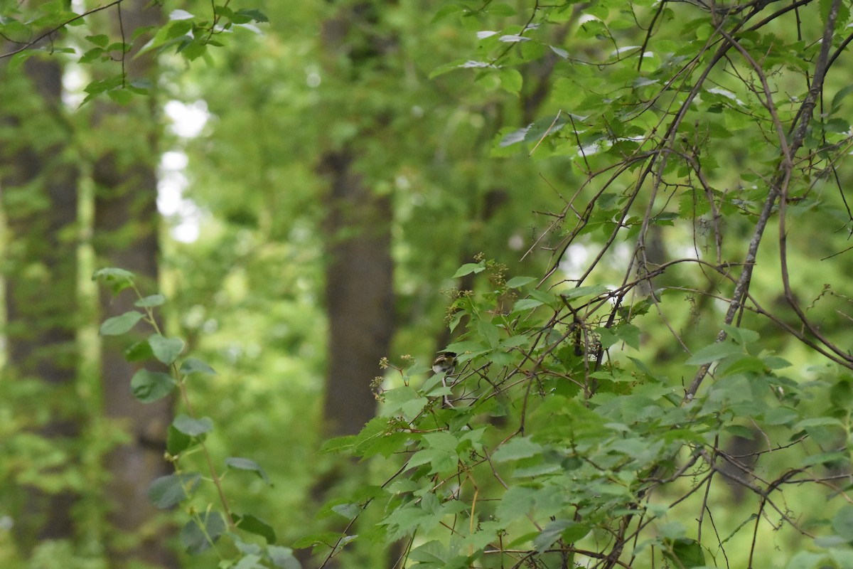 American Redstart - ML620688793