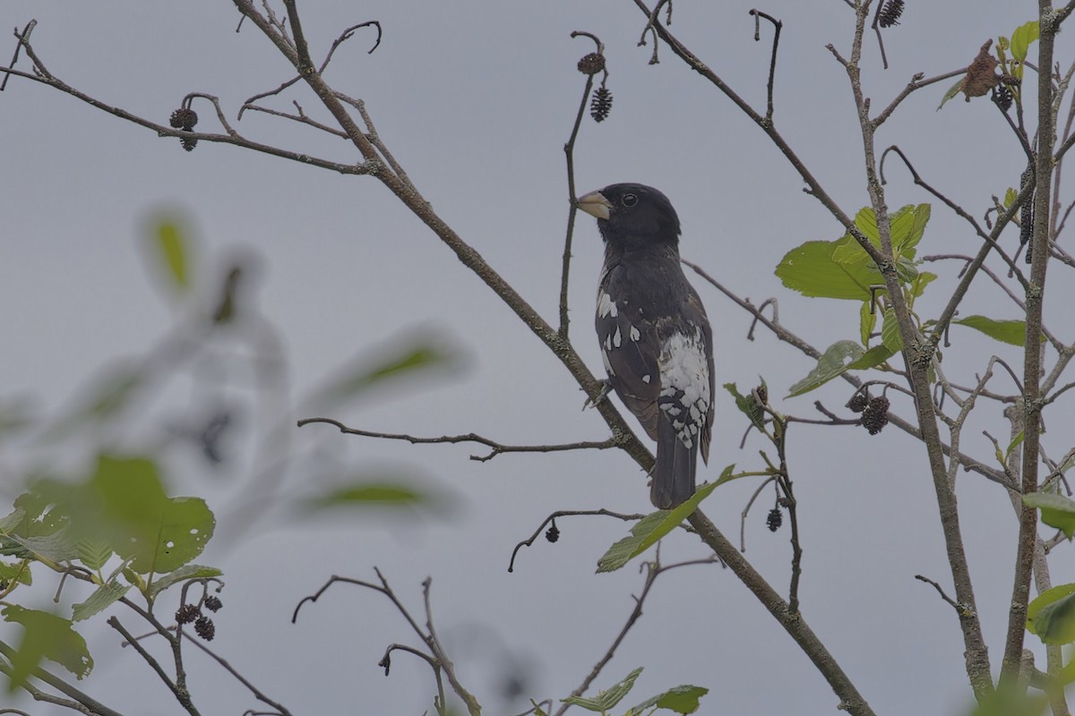 Rose-breasted Grosbeak - ML620688795